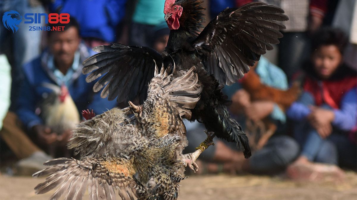 Đấu tranh hình ảnh