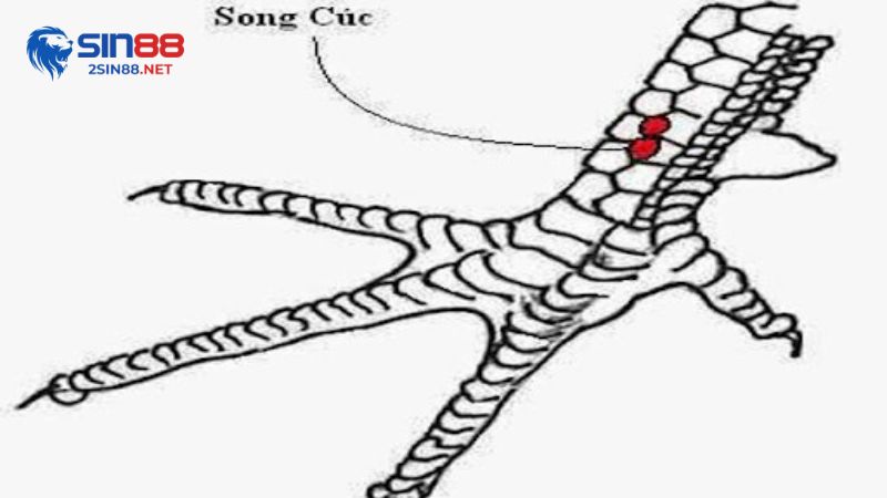 Vảy song cúc ở gà chọi là gì?