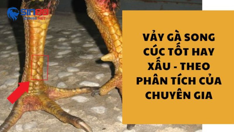 Các chuyên gia nói gì về ngựa vằn song chim?